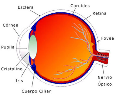 Anatomia Ocular